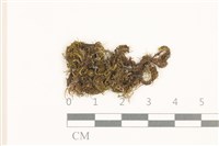 藏品(海島花葉蘚)的圖片