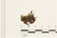 藏品(日本曲柄蘚)的圖片