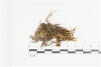 藏品(山羽蘚)的圖片