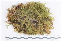 藏品(大灰氣蘚)的圖片