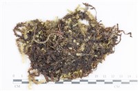 藏品(大灰氣蘚)的圖片