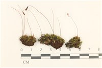 藏品(細葉真蘚)的圖片