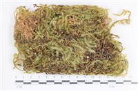 藏品(大灰氣蘚)的圖片