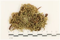 藏品(鞭苔,三裂鞭苔)的圖片