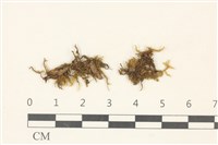 藏品(柳葉蘚)的圖片