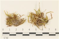 藏品(長葉柳葉蘚)的圖片