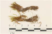 藏品(長葉柳葉蘚)的圖片