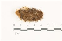 藏品(多姿柳葉蘚)的圖片