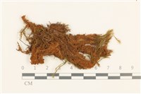 藏品(直葉珠蘚)的圖片