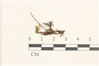 藏品(蟲毛蘚)的圖片