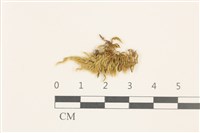 藏品(細枝青蘚)的圖片