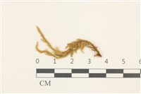 藏品(卵葉青蘚)的圖片