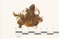 藏品(高山真蘚)的圖片