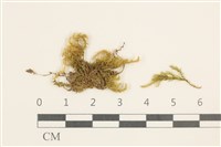 藏品(濕原蘚)的圖片