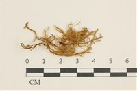 藏品(大葉濕原蘚)的圖片