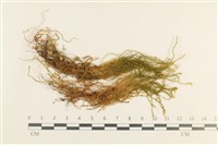 藏品(蔓枝濕原蘚)的圖片