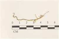 藏品(蔓枝濕原蘚)的圖片