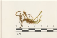 藏品(草黃濕原蘚)的圖片