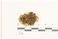 藏品(長肋細濕蘚)的圖片