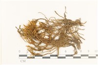 藏品(長葉牛角蘚)的圖片