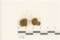 藏品(鈍葉蘆薈蘚)的圖片