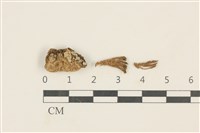 藏品(鈍葉蘆薈蘚)的圖片