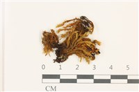 藏品(狹葉扭口蘚)的圖片