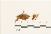 藏品(梨蒴曲柄蘚)的圖片