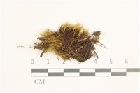 藏品(闊葉曲柄蘚)的圖片