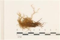 藏品(曲柄蘚)的圖片