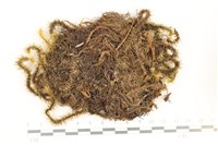 藏品(大熱澤蘚)的圖片