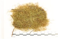 藏品(多疣懸蘚)的圖片