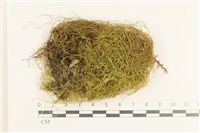 藏品(多疣懸蘚)的圖片