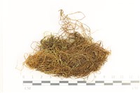 藏品(多疣懸蘚)的圖片