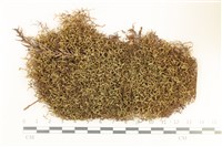 藏品(鞭苔,三裂鞭苔)的圖片