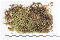 藏品(大灰氣蘚)的圖片