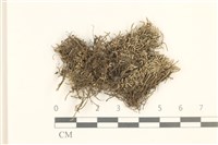 藏品(真蘚)的圖片