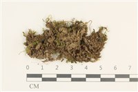 藏品(綠片苔)的圖片