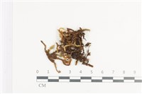 藏品(毛扭蘚)的圖片