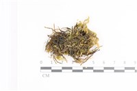 藏品(毛扭蘚)的圖片