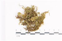 藏品(毛扭蘚)的圖片