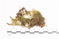 藏品(毛扭蘚)的圖片