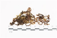 藏品(毛扭蘚)的圖片