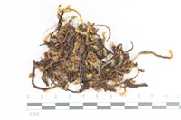 藏品(毛扭蘚)的圖片