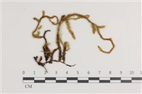 藏品(毛扭蘚)的圖片