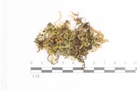 藏品(毛扭蘚)的圖片