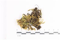 藏品(毛扭蘚)的圖片