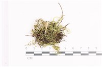 藏品(毛扭蘚)的圖片