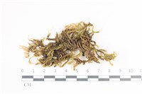 藏品(毛扭蘚)的圖片