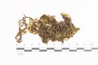 藏品(毛扭蘚)的圖片